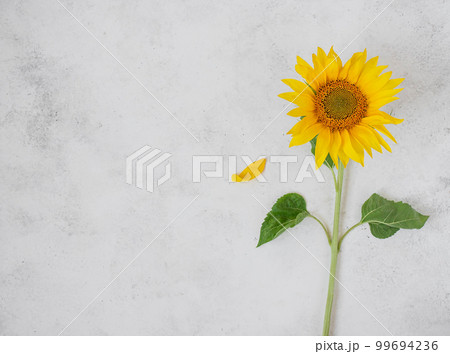 Fresh single yellow sunflower on white background 99694236