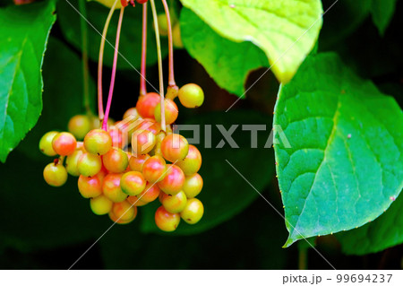 Chinese lemongrass. Close-up of a bunch of ripening berries 99694237