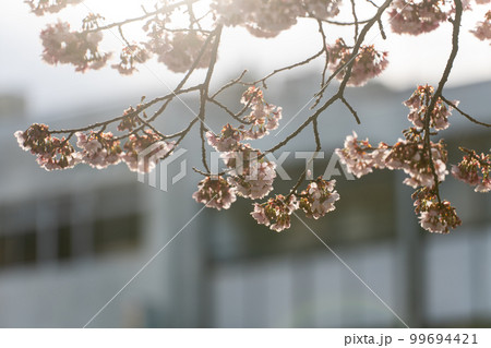 【徳島】両国橋東公園の寒桜 99694421