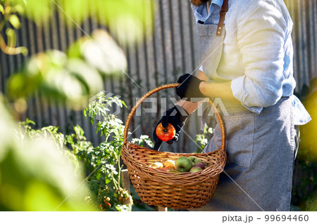 A male farmer in an apron harvests, picking home harvest, own vegetable garden, growing vegetables at home and in the garden, country lifestyle, picking ripe vegetables and fruits in his garden. 99694460