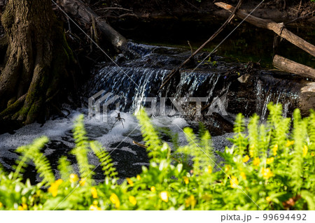 View through the green vegetation of a small waterfall on a stream View through the green vegetation of a small waterfall on a stream 99694492