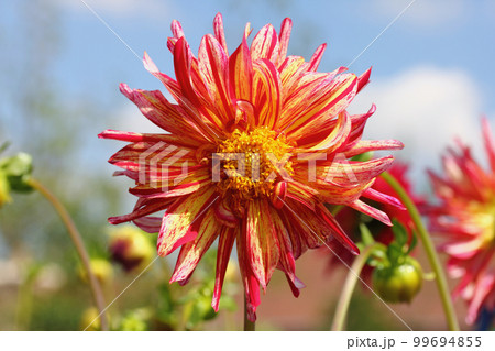 Dahlia  (Dahlia) 99694855
