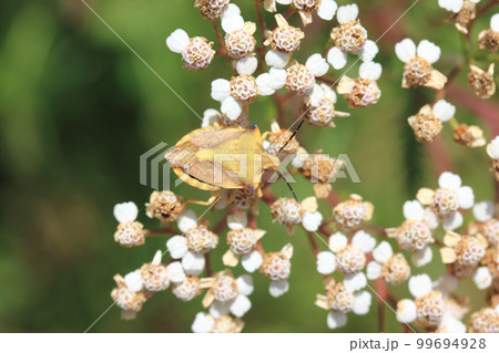southern green stink bug (Palomena prasina) southern green stink bug (Palomena prasina) 99694928