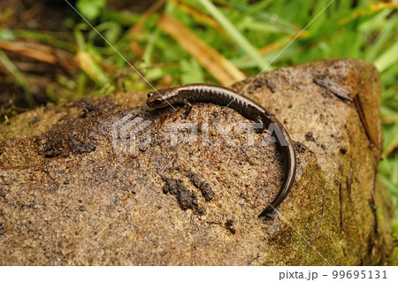 Closeup on a juvenile of the endangered Del Norte salamander, Plethodon elongatus sitting on a stone in North California 99695131