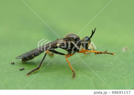 Closeup on a Common Red-legged Robberfly, Dioctria rufipes , sitting on a green leaf Closeup on a Common Red-legged Robberfly, Dioctria rufipes , sitting on a green leaf 99695157