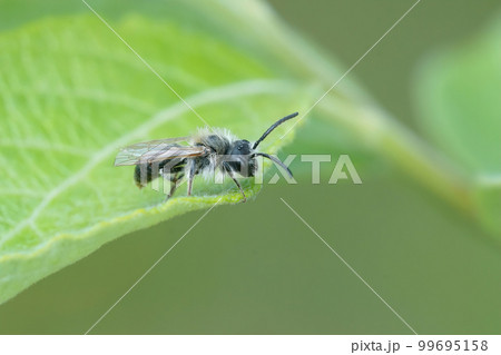 Closeup on a small male mining bee, Andrena , sitting on a green leaf Closeup on a small male mining bee, Andrena , sitting on a green leaf 99695158