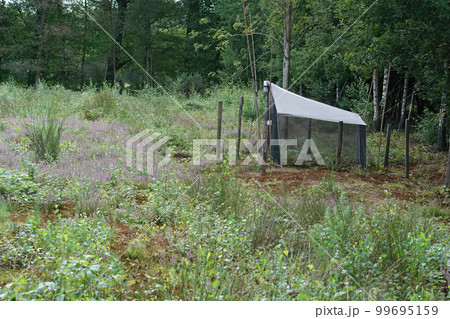 A tent-like Malaise trap installed in a nature reserve to for trapping, killing, and preserving flying insects 99695159