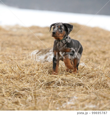 Puppy of Beauce shepherd dog 99695787