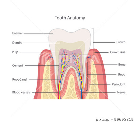 歯科 解剖学 洋書 How to draw teeth 天然歯の形態学 - 文芸