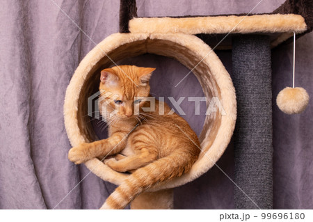 Red cat and play complex for cats Red cat and play complex for cats 99696180