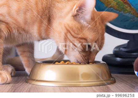 A red cat eats from a bowl A red cat eats from a bowl 99696258