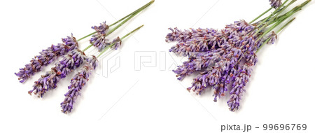 Twig of lavender isolated on a white background 99696769