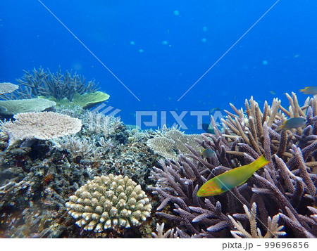 宮古の海 99696856