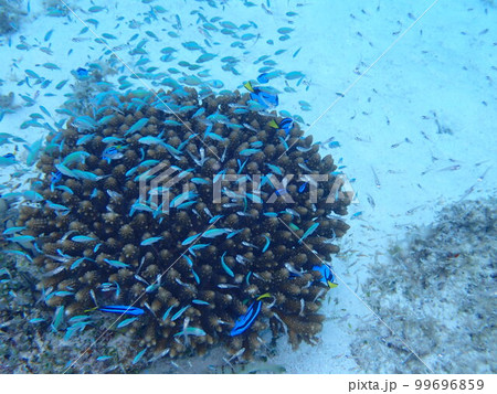 宮古の海 99696859