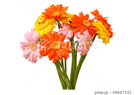 白背景の様々な色のガーベラ 白背景の様々な色のガーベラ 99697332
