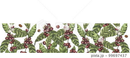 Watercolor frame of red coffee arabica beans on branch with berries. Hand-drawn illustration isolated on white background. Perfect food menu, concept for cafe, restaurant element, recipe book Watercolor frame of red coffee arabica beans on branch with berries. Hand-drawn illustration isolated on white background. Perfect food menu, concept for cafe, restaurant element, recipe book 99697437