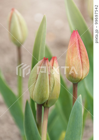 Tulip buds with green leaves 99697542