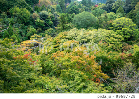 紅葉の始まり 紅葉の始まり 99697729