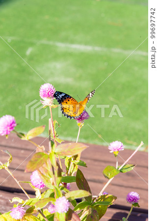花にとまる蝶 99697742