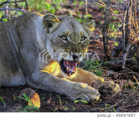 Muzzle of snarling wild lioness showing fangs in the rays of the evening sun. 99697897