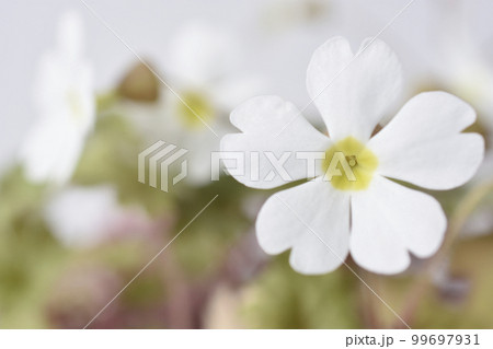 プリムラシネンシス 99697931