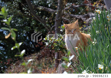 男木島のネコとスイセン　早春　（香川県　高松市） 99698233