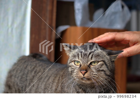 男木島の撫でられる猫　（香川県　高松市） 99698234