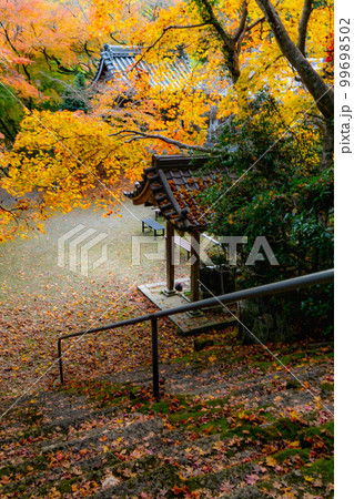 京都西山の金蔵寺の紅葉　手水舎と参道 99698502
