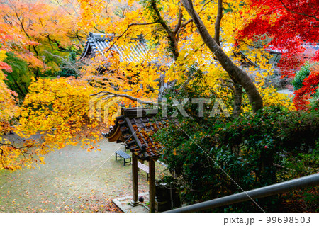 京都西山の金蔵寺の紅葉　手水舎と参道 99698503