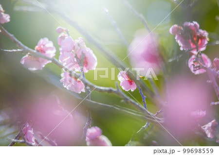 梅花 梅花 99698559