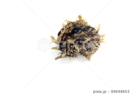 フレリトゲアメフラシ フレリトゲアメフラシ 99698603