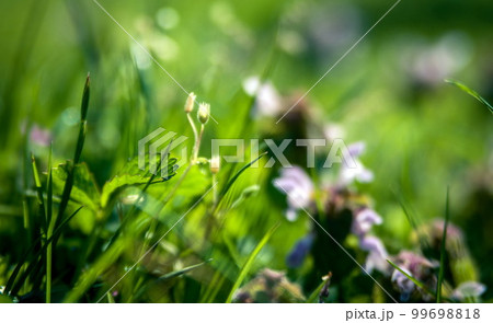 Blossom flora closeup in spring Blossom flora closeup in spring 99698818