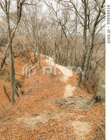 鈴鹿セブンマウンテンの釈迦ヶ岳登山:猫岳から羽鳥峰へのルート 鈴鹿セブンマウンテンの釈迦ヶ岳登山:猫岳から羽鳥峰へのルート 99698916