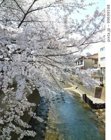 目黒川の桜 99699598