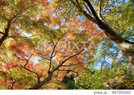 色づくもみじの葉 色づくもみじの葉 99700090
