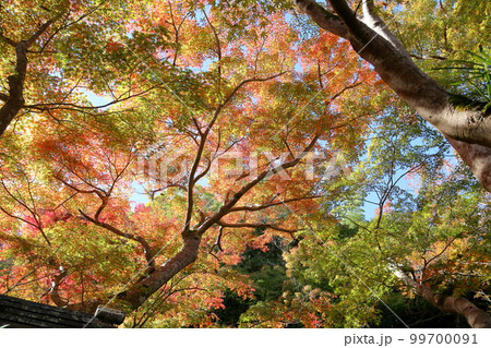 色づくもみじの葉 色づくもみじの葉 99700091