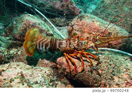 定置網にかかった伊勢海老50cm 片瀬海岸 江ノ島沖 定置網にかかった伊勢海老50cm 片瀬海岸 江ノ島沖 99700248