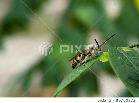 Scoliidae wasp, Yellow Hairy Flower Wasp,Close up of insect male 99700372