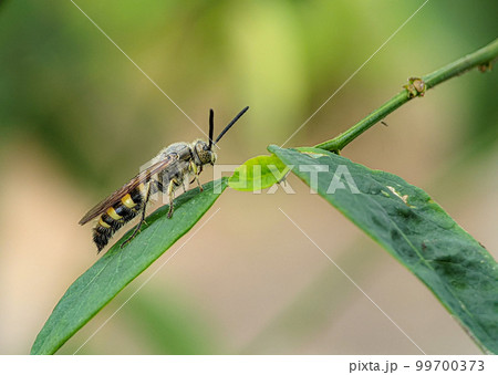 Scoliidae wasp, Yellow Hairy Flower Wasp,Close up of insect male 99700373