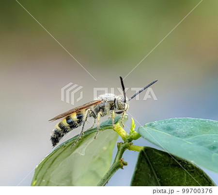 Scoliidae wasp, Yellow Hairy Flower Wasp,Close up of insect male 99700376