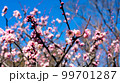 あざやかな色の花 99701287