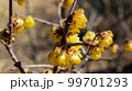黄色い花 99701293