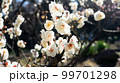 さわやかな白い花 99701298