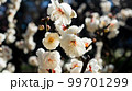 さわやかな白い花 99701299