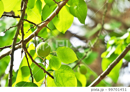 緑色のアンズの実（春、五月） 99701451