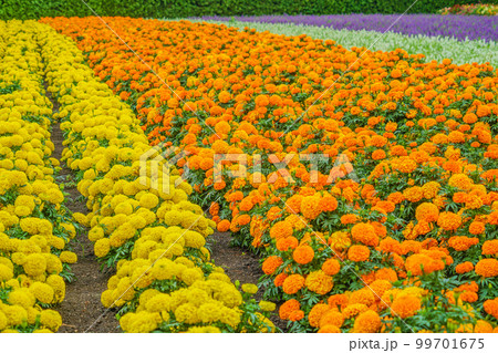 アフリカンマリーゴールド（センジュギク） 99701675