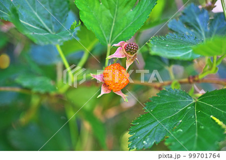 カジイチゴの実（春、五月） 99701764