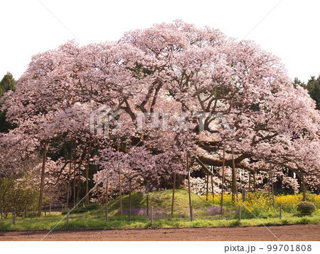 吉高の大桜 99701808