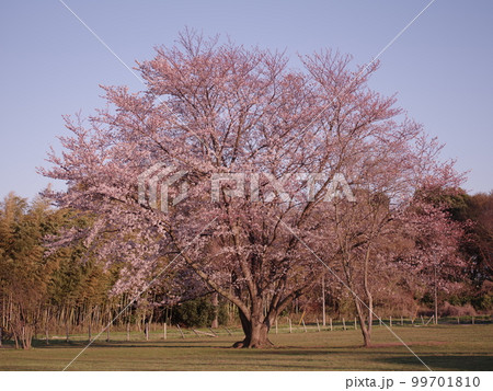 夕景の一本桜 99701810
