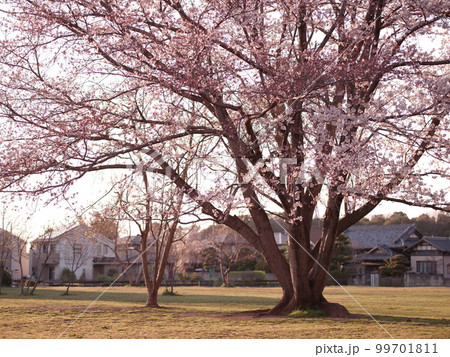 一本桜へ斜光差し込む 99701811